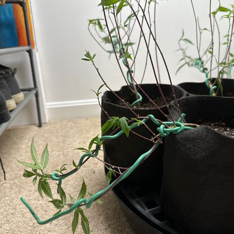 Gorrila nut #9 growlog timeline photo