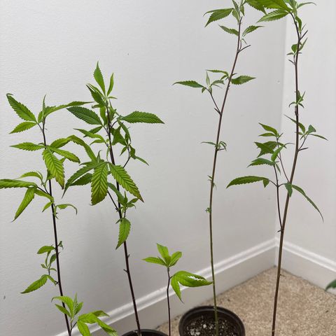 Gorrila nut #9 growlog timeline photo