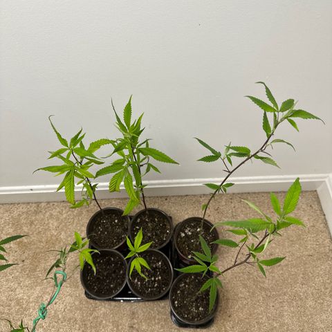 Gorrila nut #9 growlog timeline photo
