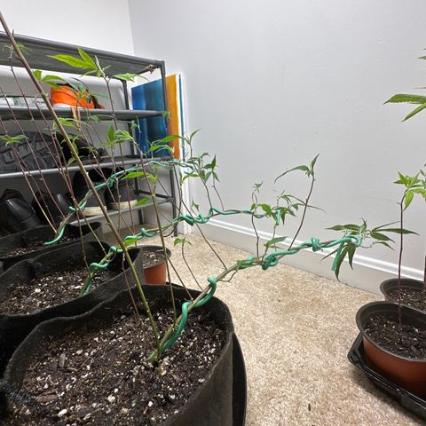 Gorrila nut #9 growlog timeline photo