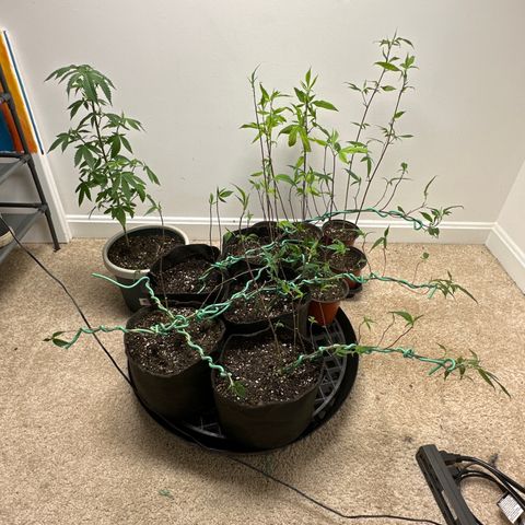Gorrila nut #9 growlog timeline photo