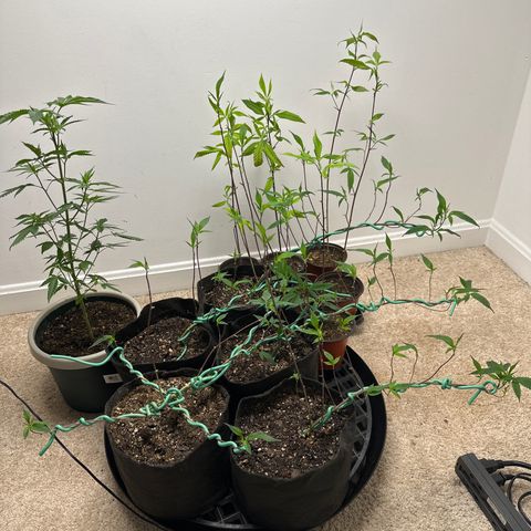 Gorrila nut #9 growlog timeline photo