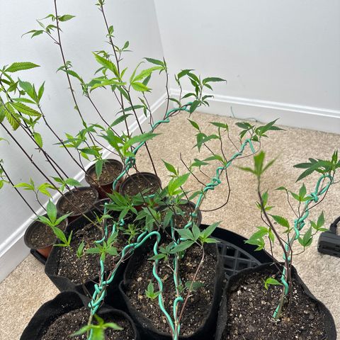 Gorrila nut #9 growlog timeline photo