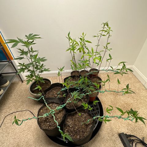 Gorrila nut #9 growlog timeline photo