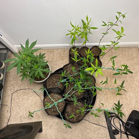 Gorrila nut #9 growlog timeline photo