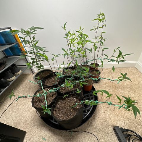 Gorrila nut #9 growlog timeline photo