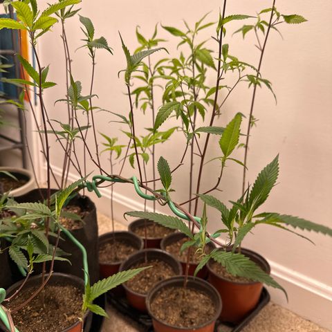 Gorrila nut #9 growlog timeline photo
