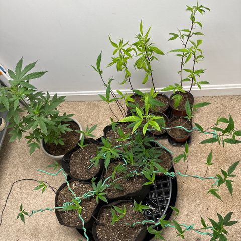 Gorrila nut #9 growlog timeline photo
