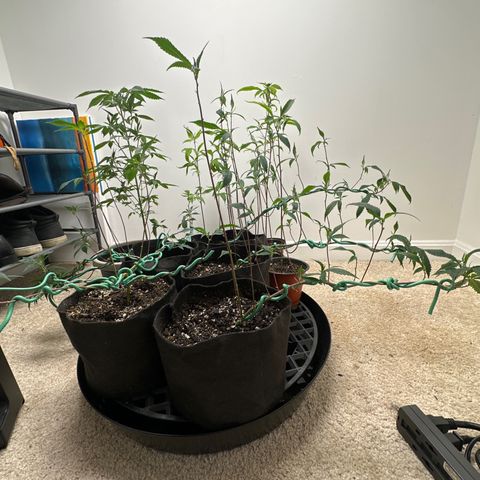 Gorrila nut #9 growlog timeline photo