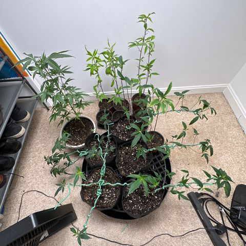 Gorrila nut #9 growlog timeline photo