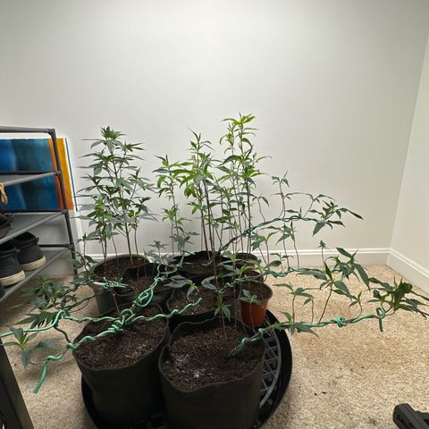 Gorrila nut #9 growlog timeline photo