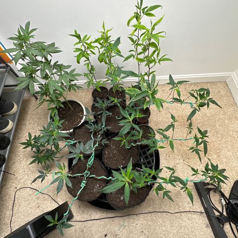 Gorrila nut #9 growlog timeline photo