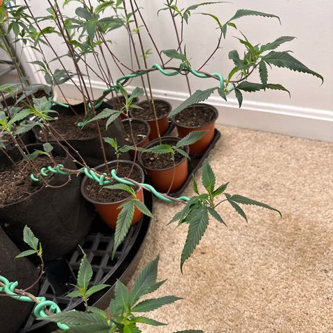 Gorrila nut #9 growlog timeline photo