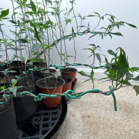 Gorrila nut #9 growlog timeline photo