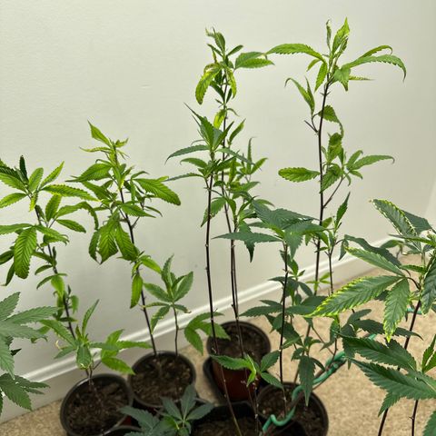 Gorrila nut #9 growlog timeline photo