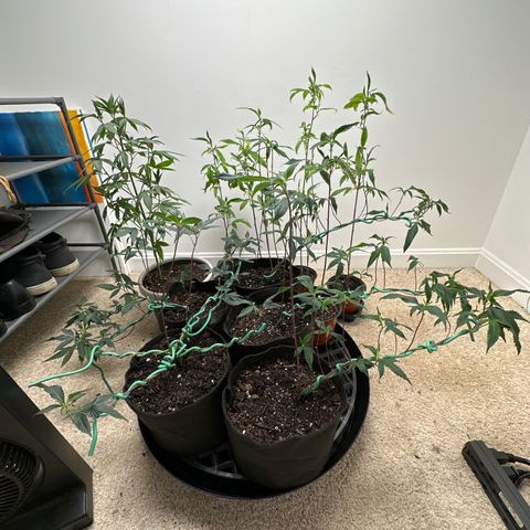 Gorrila nut #9 growlog timeline photo