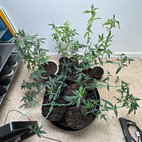 Gorrila nut #9 growlog timeline photo