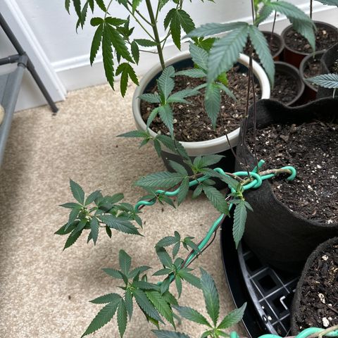Gorrila nut #9 growlog timeline photo