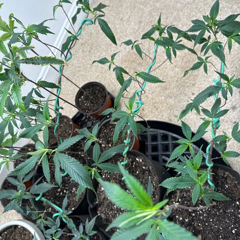 Gorrila nut #9 growlog timeline photo