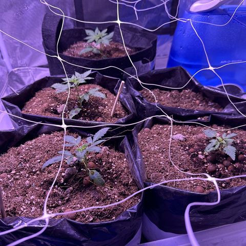Gorrila nut #9 growlog timeline photo