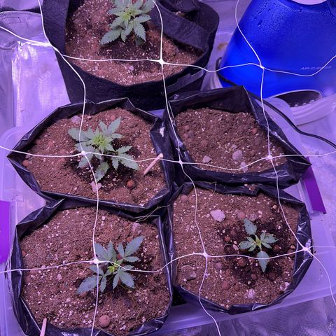 Gorrila nut #9 growlog timeline photo