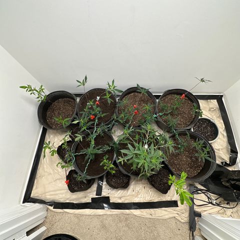 Gorrila nut #9 growlog timeline photo
