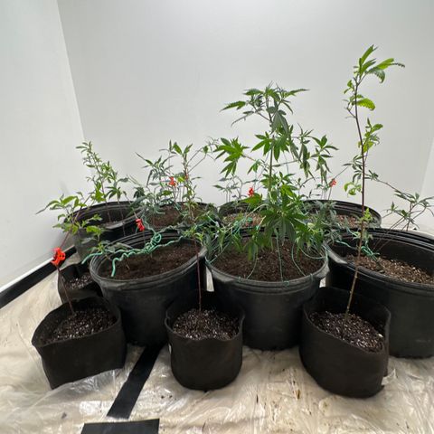 Gorrila nut #9 growlog timeline photo