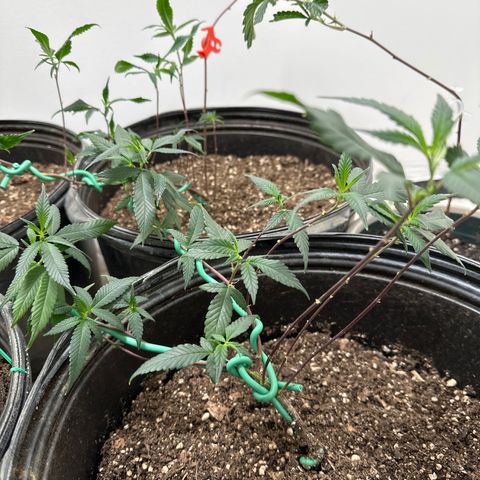 Gorrila nut #9 growlog timeline photo
