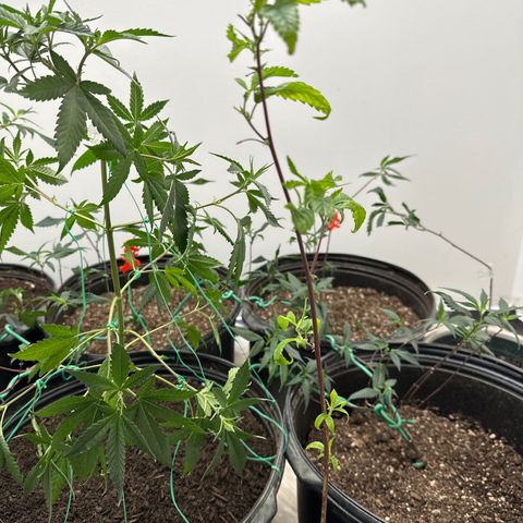 Gorrila nut #9 growlog timeline photo