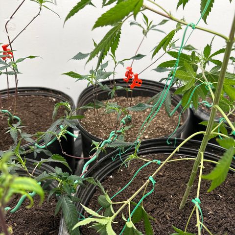 Gorrila nut #9 growlog timeline photo