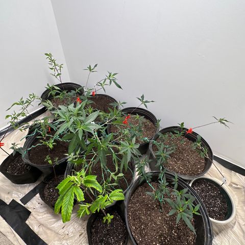 Gorrila nut #9 growlog timeline photo