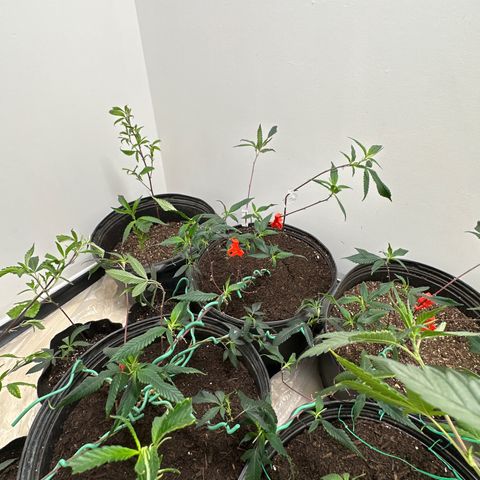 Gorrila nut #9 growlog timeline photo
