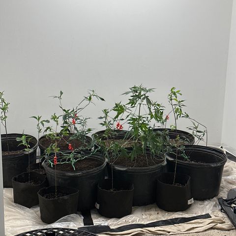 Gorrila nut #9 growlog timeline photo