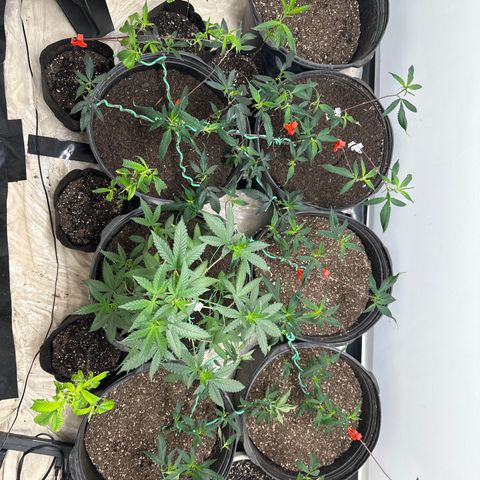 Gorrila nut #9 growlog timeline photo
