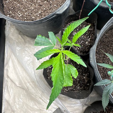 Gorrila nut #9 growlog timeline photo