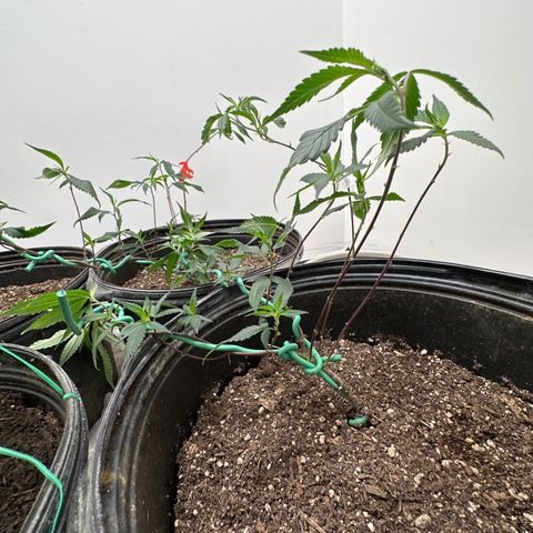 Gorrila nut #9 growlog timeline photo