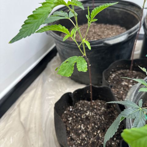 Gorrila nut #9 growlog timeline photo