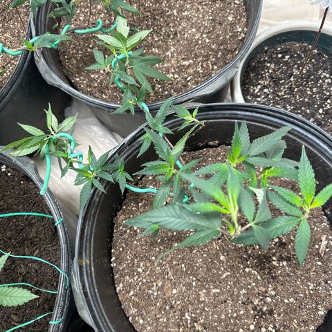 Gorrila nut #9 growlog timeline photo