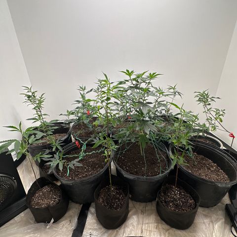 Gorrila nut #9 growlog timeline photo