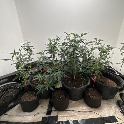 Gorrila nut #9 growlog timeline photo