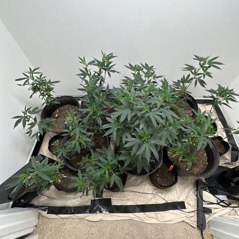 Gorrila nut #9 growlog timeline photo
