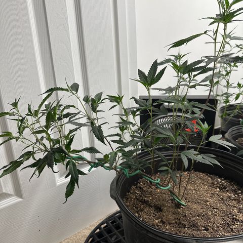 Gorrila nut #9 growlog timeline photo