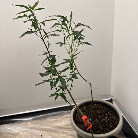 Gorrila nut #9 growlog timeline photo
