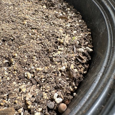 Gorrila nut #9 growlog timeline photo