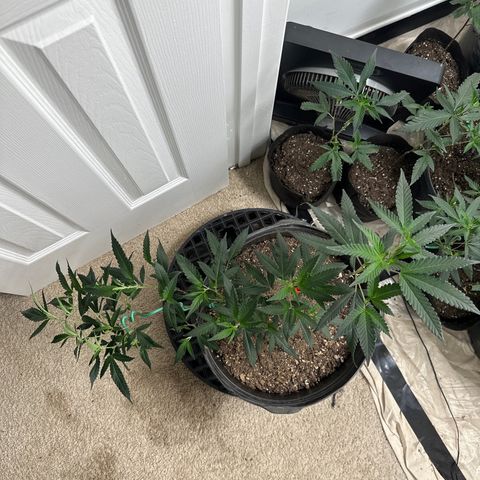 Gorrila nut #9 growlog timeline photo