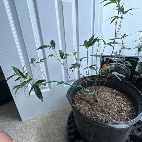 Gorrila nut #9 growlog timeline photo