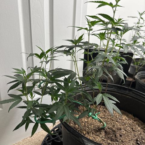 Gorrila nut #9 growlog timeline photo