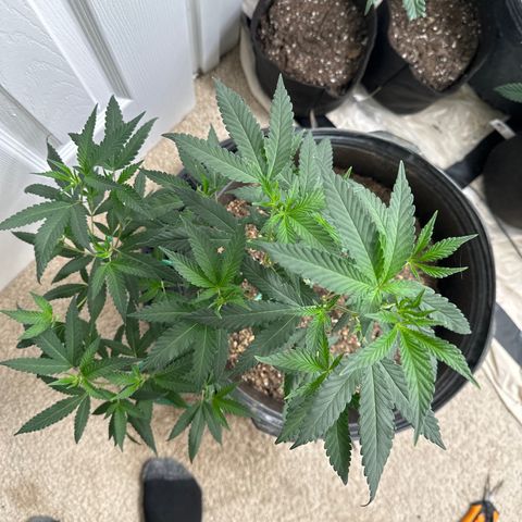 Gorrila nut #9 growlog timeline photo