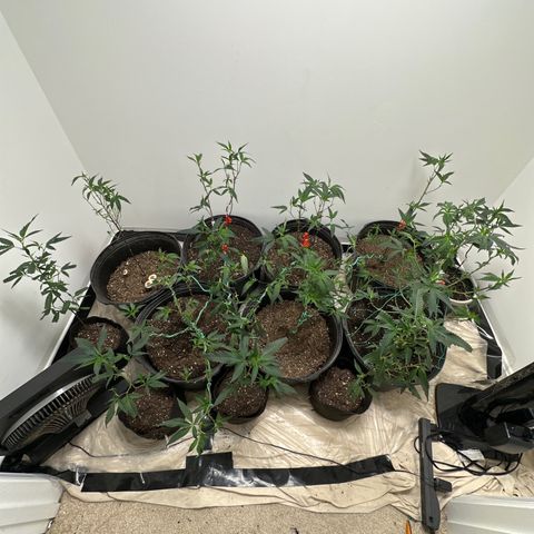 Gorrila nut #9 growlog timeline photo