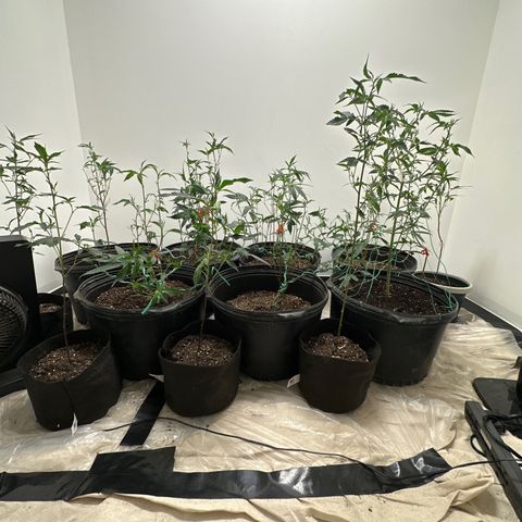 Gorrila nut #9 growlog timeline photo
